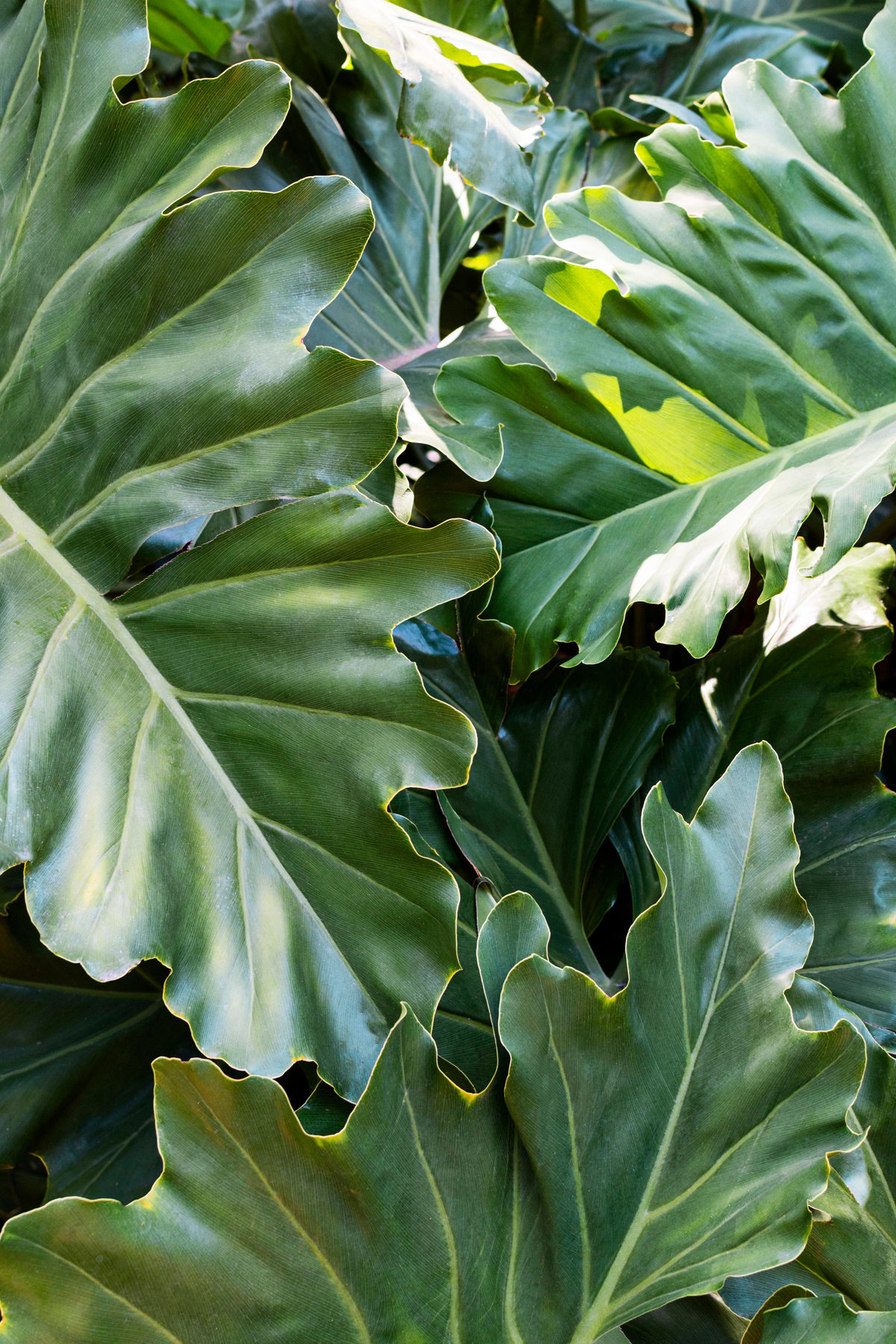 Sunlit tropical foliage in deep and botanical greens